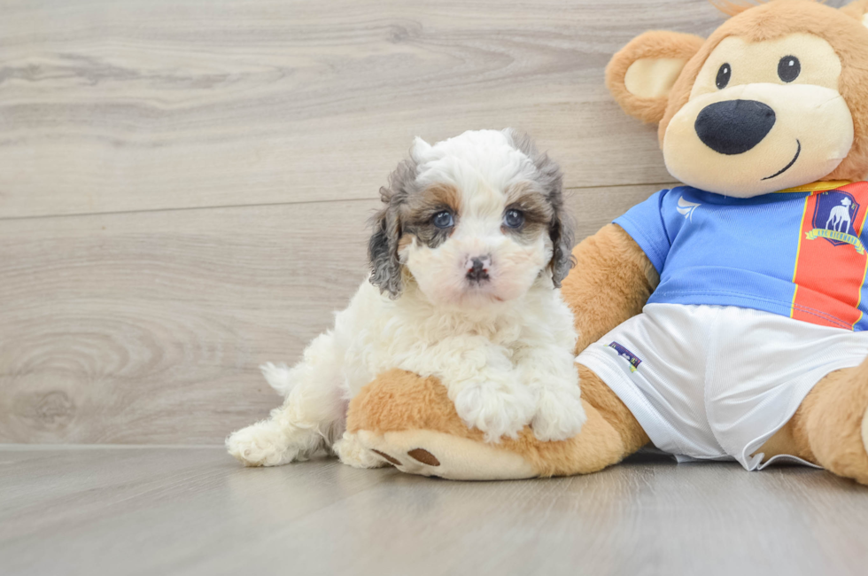 7 week old Cavapoo Puppy For Sale - Simply Southern Pups