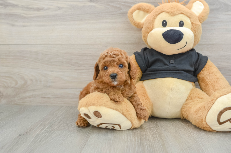 7 week old Cavapoo Puppy For Sale - Simply Southern Pups