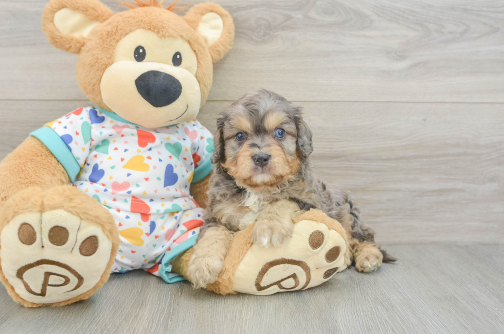 5 week old Cavapoo Puppy For Sale - Simply Southern Pups