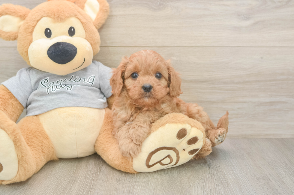 6 week old Cavapoo Puppy For Sale - Simply Southern Pups