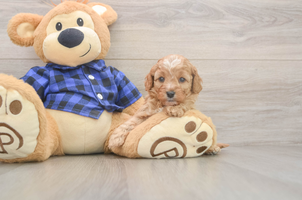 5 week old Cavapoo Puppy For Sale - Simply Southern Pups