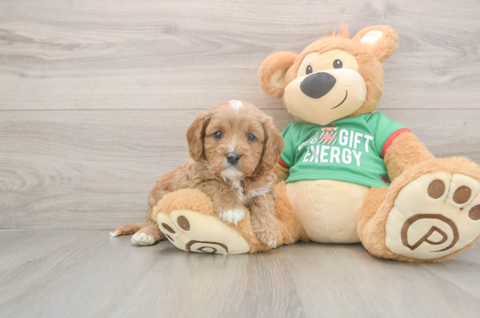 5 week old Cavapoo Puppy For Sale - Simply Southern Pups