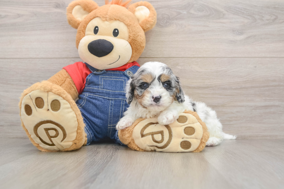Fluffy Cavapoo Poodle Mix Pup
