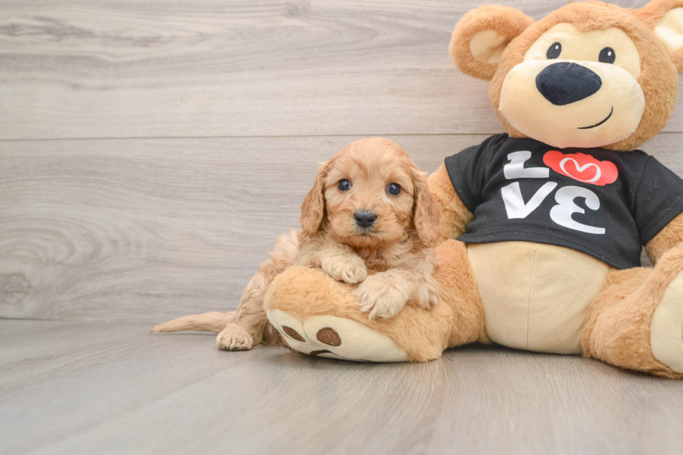 Happy Cavapoo Baby
