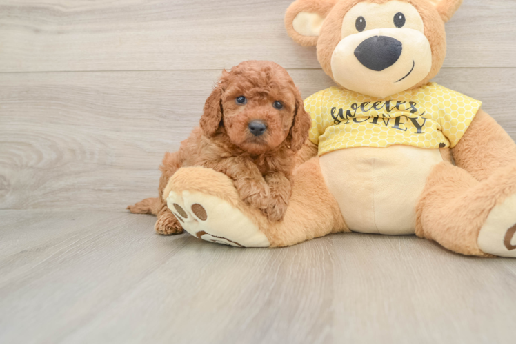 Cavapoo Pup Being Cute