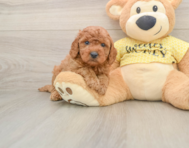 7 week old Cavapoo Puppy For Sale - Simply Southern Pups