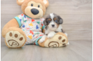 Cavapoo Puppy for Adoption