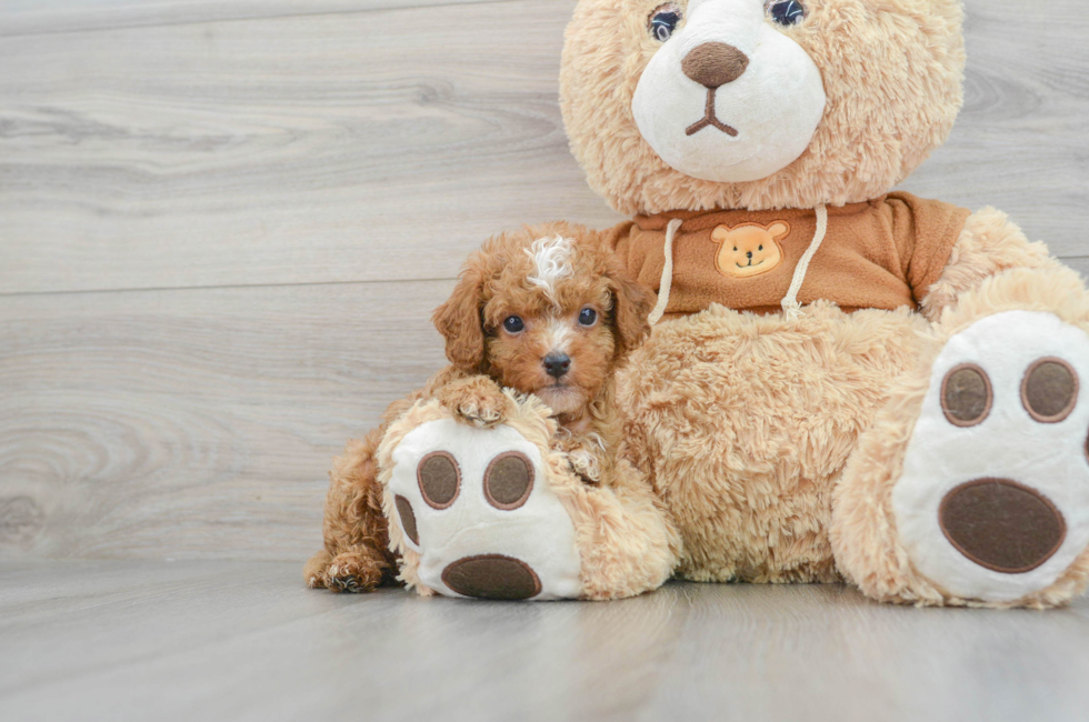 8 week old Cavapoo Puppy For Sale - Simply Southern Pups