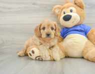 8 week old Cavapoo Puppy For Sale - Simply Southern Pups