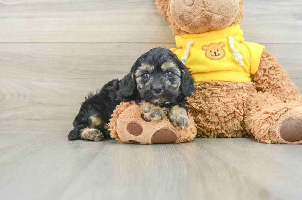 7 week old Cavapoo Puppy For Sale - Simply Southern Pups