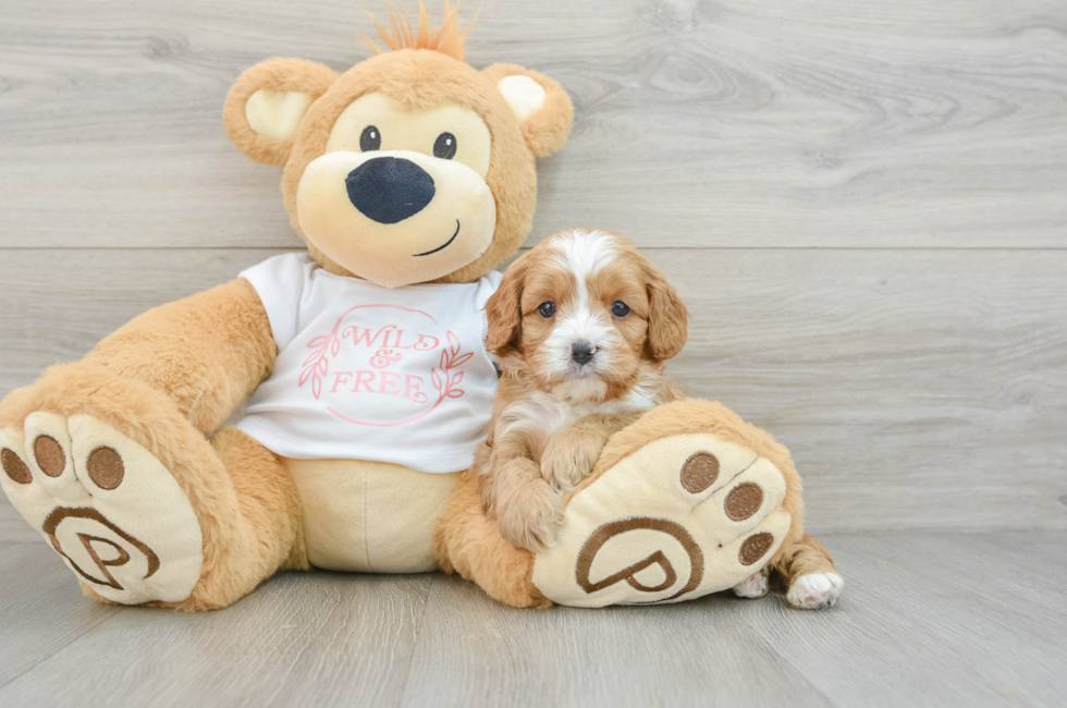 6 week old Cavapoo Puppy For Sale - Simply Southern Pups