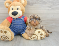 7 week old Cavapoo Puppy For Sale - Simply Southern Pups