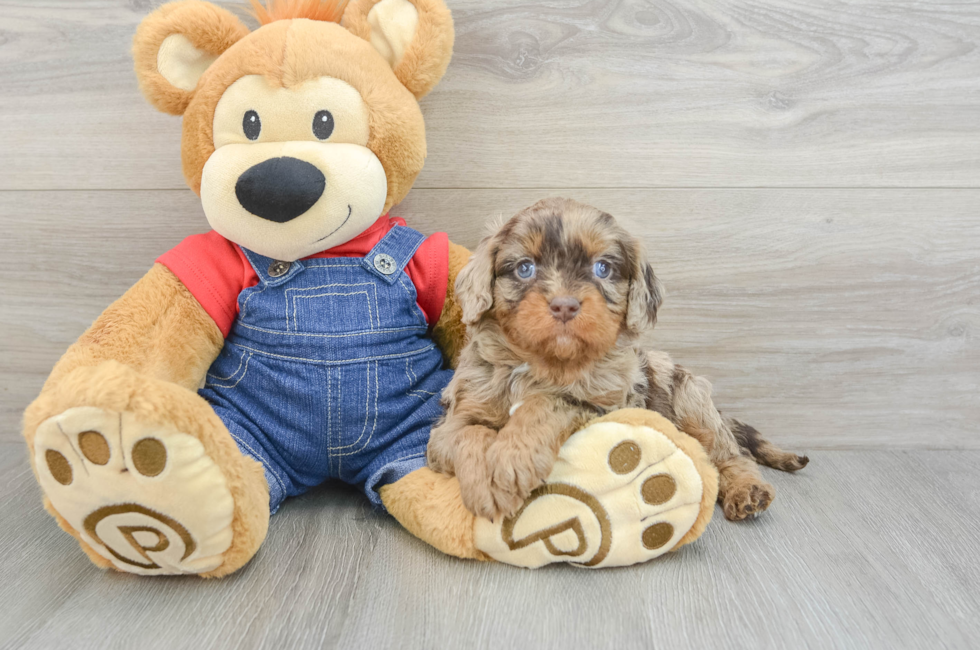 5 week old Cavapoo Puppy For Sale - Simply Southern Pups