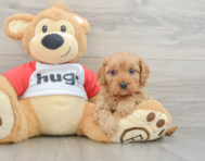 8 week old Cavapoo Puppy For Sale - Simply Southern Pups