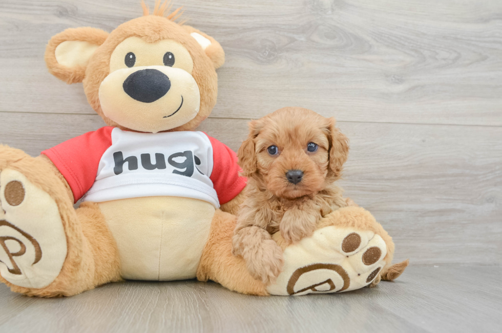 7 week old Cavapoo Puppy For Sale - Simply Southern Pups