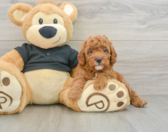 8 week old Cavapoo Puppy For Sale - Simply Southern Pups
