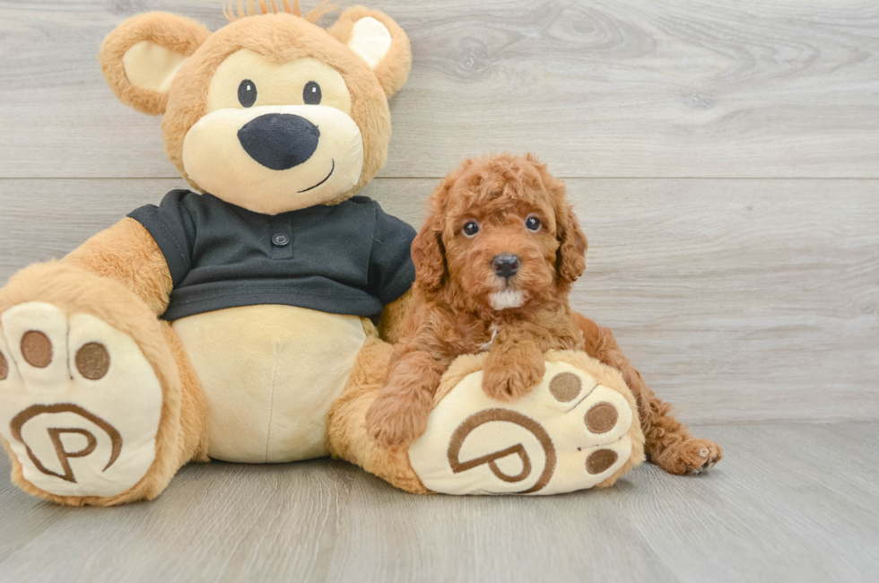 7 week old Cavapoo Puppy For Sale - Simply Southern Pups
