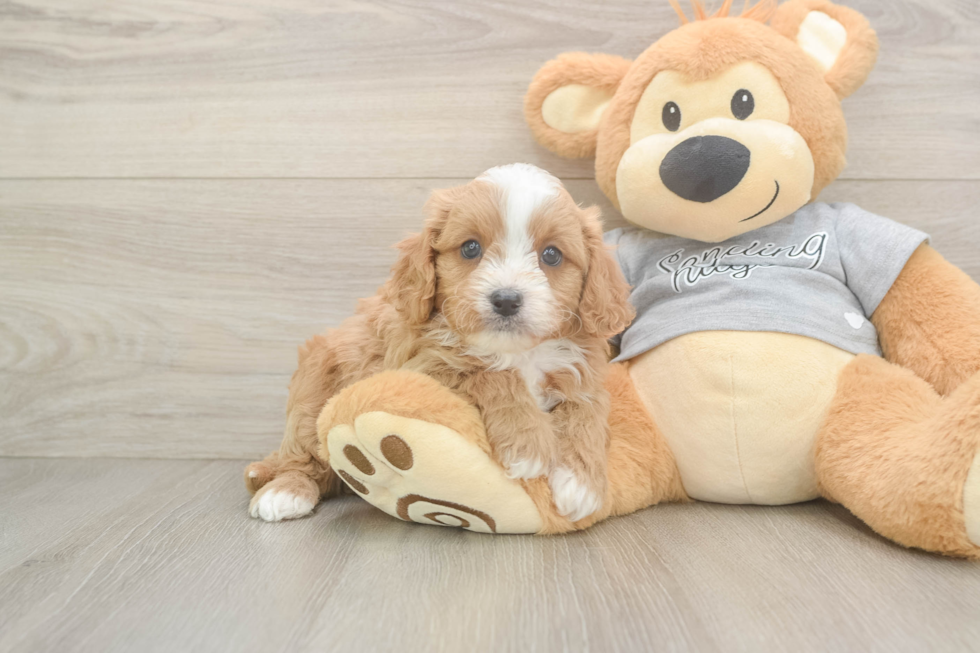 Best Cavapoo Baby