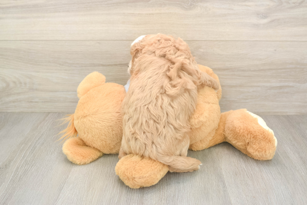 Cavapoo Pup Being Cute