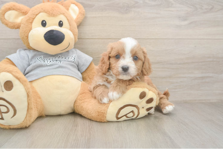 Cavapoo Pup Being Cute