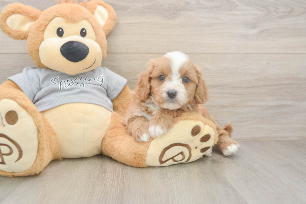 Cavapoo Pup Being Cute
