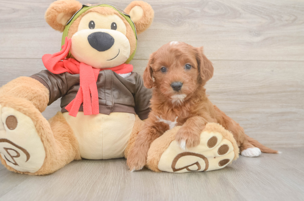 6 week old Cavapoo Puppy For Sale - Simply Southern Pups