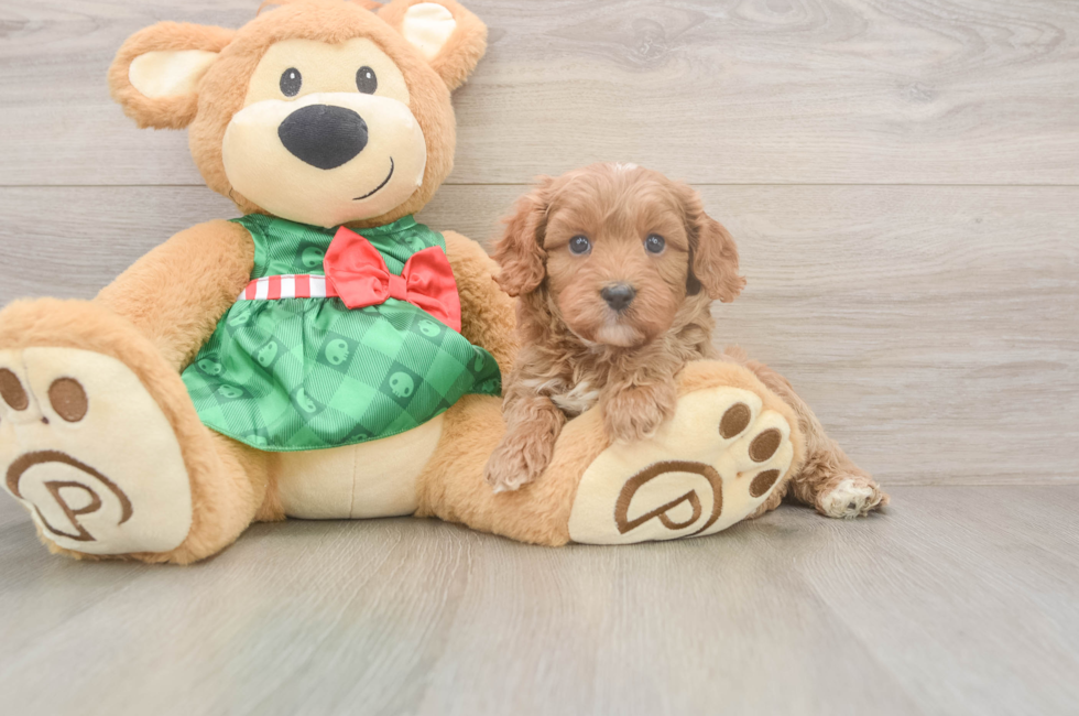 6 week old Cavapoo Puppy For Sale - Simply Southern Pups