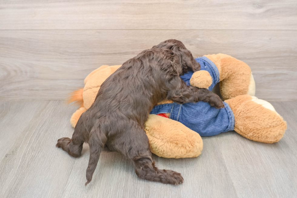 Adorable Cavalier King Charles Spaniel and Poodle Mix Poodle Mix Puppy