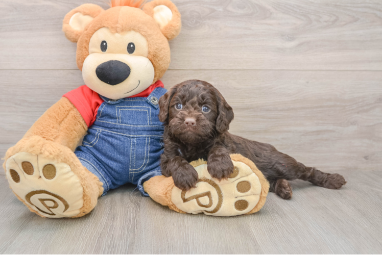 Little Cavipoo Poodle Mix Puppy