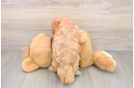 Best Cavapoo Baby
