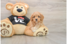 Happy Cavapoo Baby