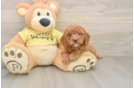 Energetic Cavoodle Poodle Mix Puppy