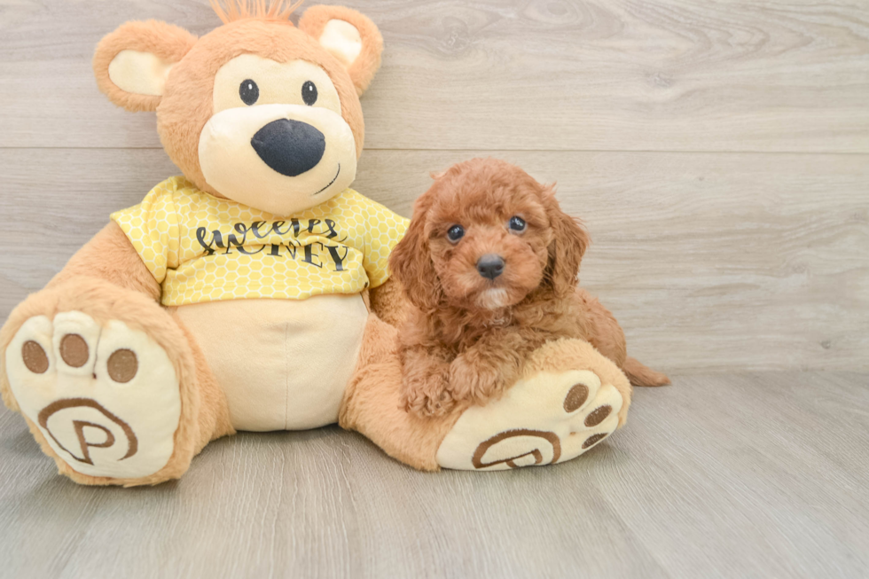 Energetic Cavoodle Poodle Mix Puppy