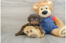 Cavapoo Puppy for Adoption