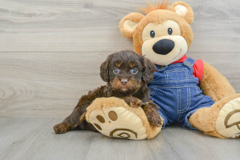 Cavapoo Puppy for Adoption