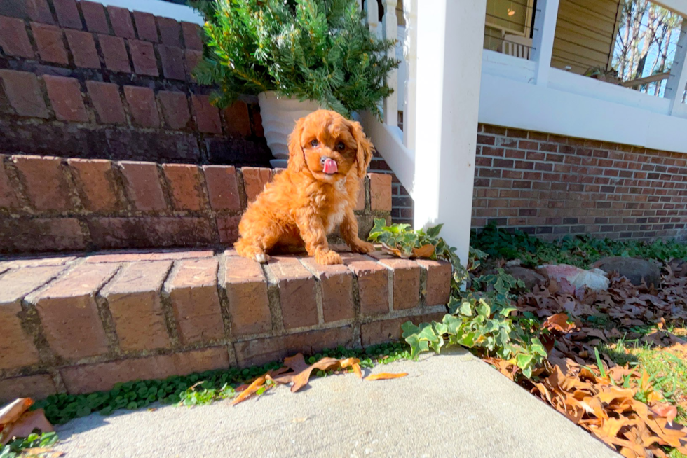 Best Cavapoo Baby