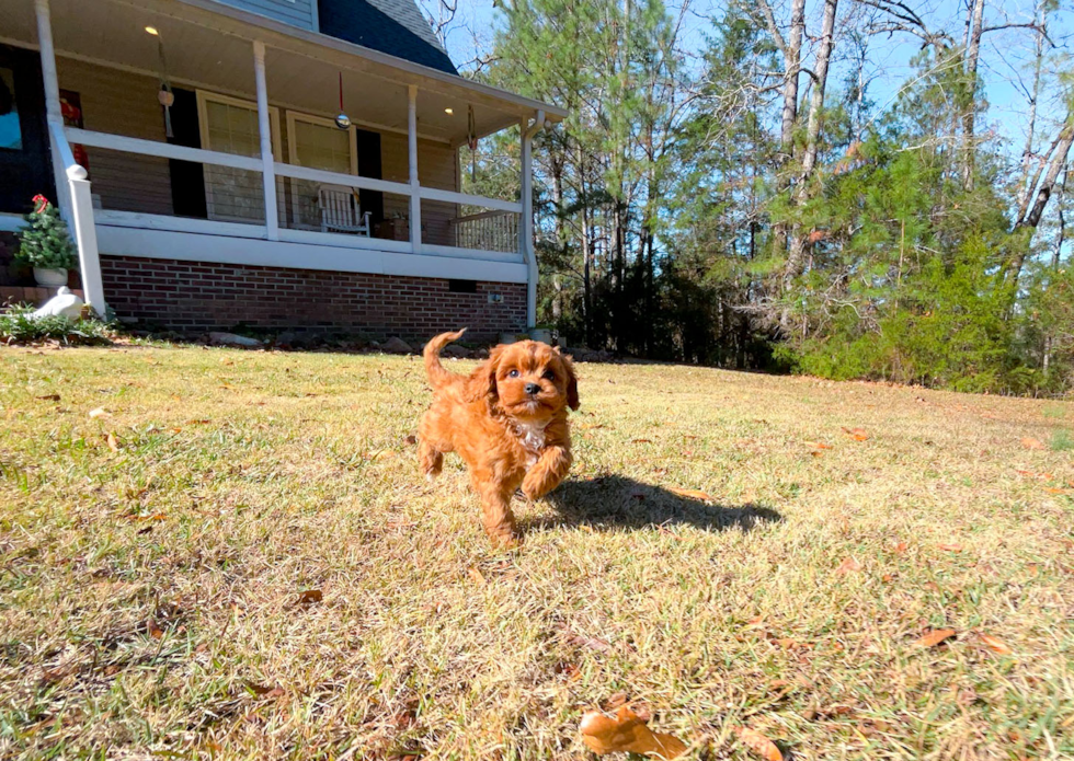 Cute Cavalier King Charles Spaniel and Poodle Mix Poodle Mix Puppy