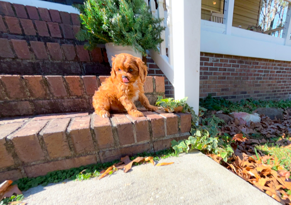 Cavapoo Pup Being Cute