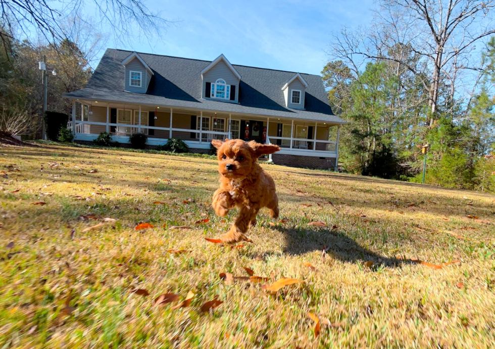 Cavapoo Pup Being Cute