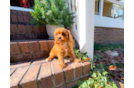 Cavapoo Puppy for Adoption