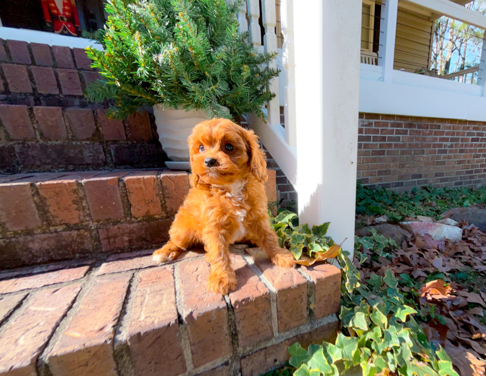 Cavapoo Puppy for Adoption