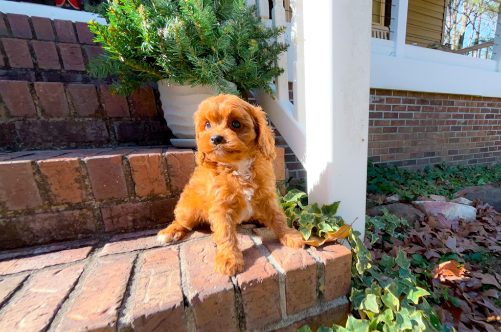 9 week old Cavapoo Puppy For Sale - Simply Southern Pups