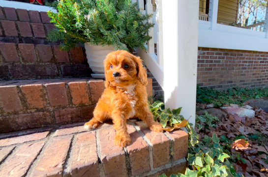 Cavapoo Puppy for Adoption