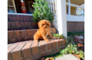 Cute Cavapoo Baby
