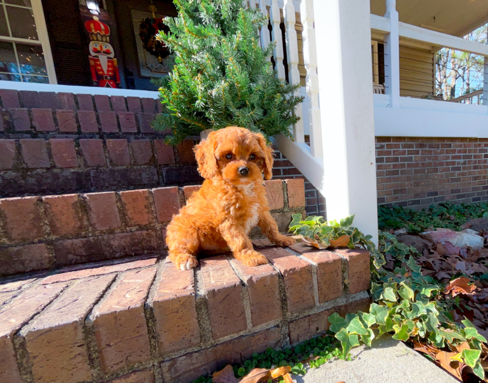 Cute Cavapoo Baby