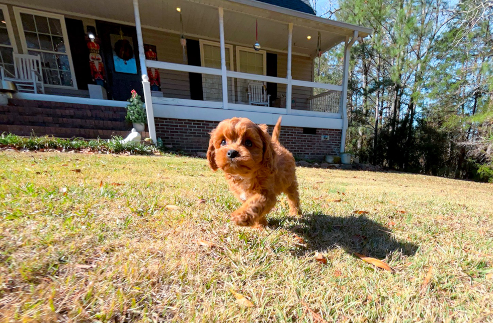 Cavapoo Pup Being Cute