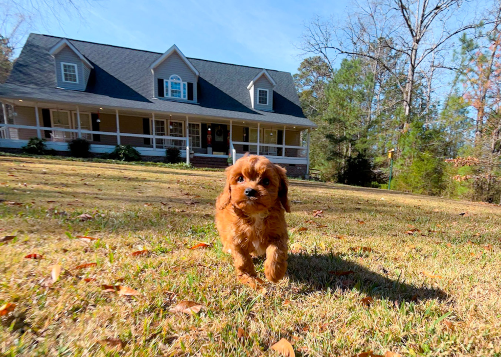 Cute Cavapoo Baby