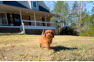 Cavapoo Puppy for Adoption