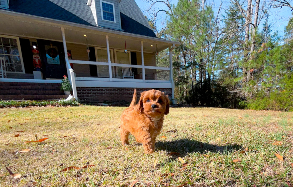 Cavapoo Puppy for Adoption