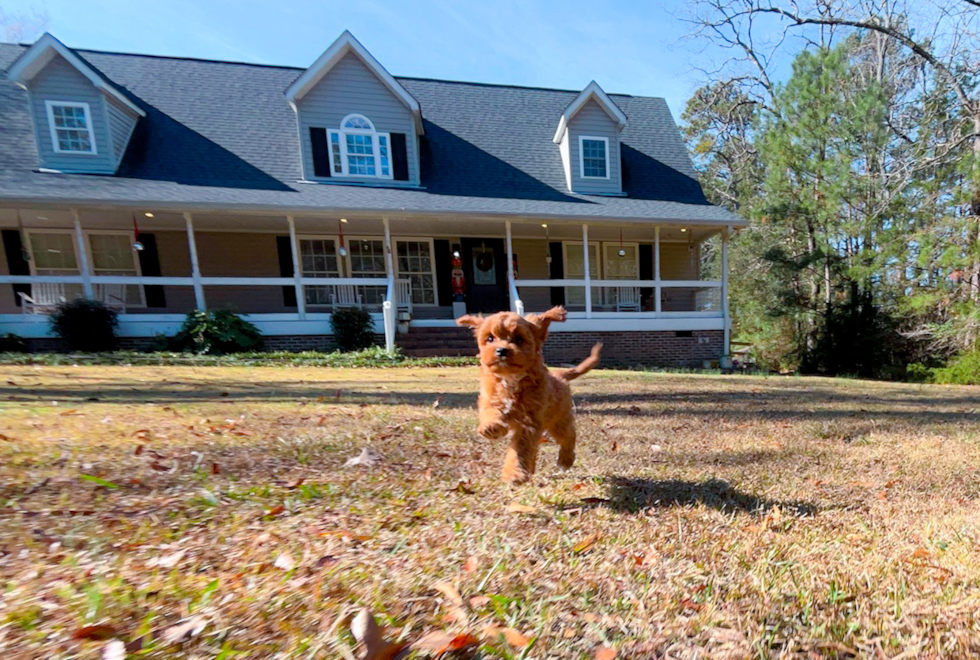 Cute Cavapoo Poodle Mix Pup